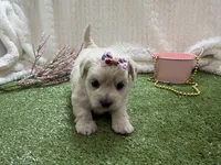 Monica, a female Havanese for sale in Springfield, MO – 2 of 8