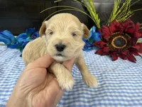 Pickles, a male Havapoo for sale in Springfield, MO – 6 of 10