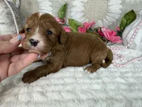 Kayla, a female Cavapoo for sale in Springfield, MO – 8 of 8