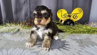 Cody, a male Havapoo for sale in Springfield, MO – Photo 7 of 10