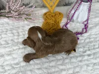 Zoe, a female Cavapoo for sale in Springfield, MO – 2 of 8