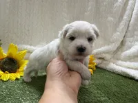 Lenny, a male Maltese for sale in Springfield, MO – 3 of 6