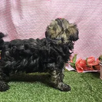 Bell, a female Havanese for sale in Springfield, MO – Photo 1 of 7