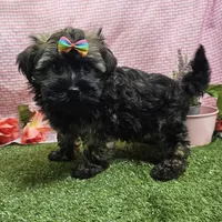 Bell, a female Havanese for sale in Springfield, MO – Photo 2 of 7