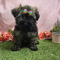 Bell, a female Havanese for sale in Springfield, MO – Photo 3 of 7