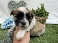 Trent, a male Mal Shi for sale in Springfield, MO – 6 of 10