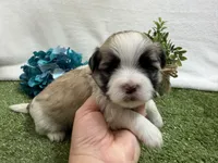 Oscar , a male Mal Shi for sale in Springfield, MO – 2 of 7