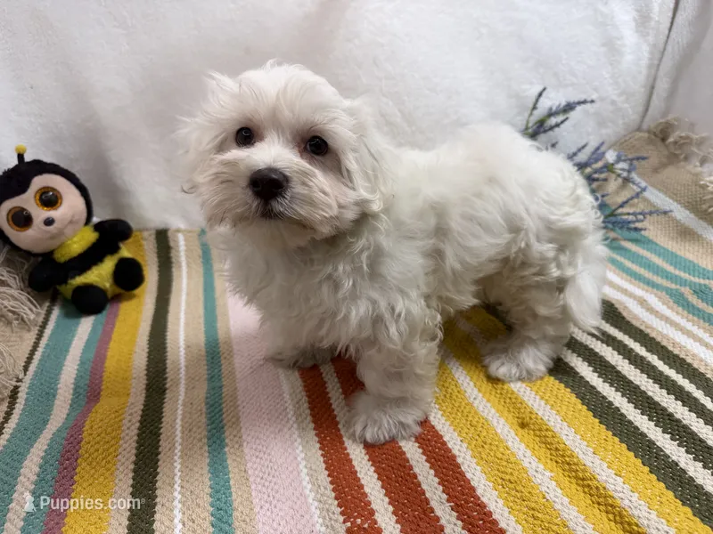 Rowen – Maltese puppy for sale in Springfield, MO