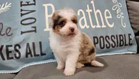 Toy size Clover blue eyes!!, a male Aussiedoodle for sale in Springfield, MO – 7 of 10