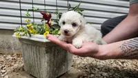 Casper, a male Bichon Frise for sale in Springfield, MO – 3 of 9