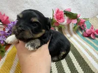 Lucey, a female Havanese for sale in Springfield, MO – 4 of 9