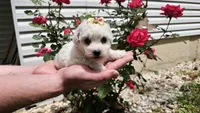 Candy, a male Bichon Frise for sale in Springfield, MO – 2 of 7