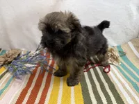 Scout, a male Havanese for sale in Springfield, MO – 5 of 5