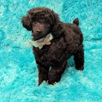 Brooke, a female Poodle - Miniature  for sale in Springfield, MO – Photo 1 of 7