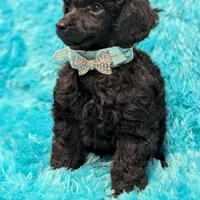 Brooke, a female Poodle - Miniature  for sale in Springfield, MO – Photo 2 of 7