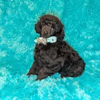 Brooke, a female Poodle - Miniature  for sale in Springfield, MO – Photo 7 of 7