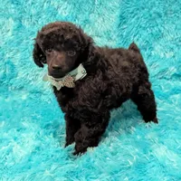 Brooke, a female Poodle - Miniature  for sale in Springfield, MO – Photo 4 of 7