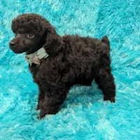 Brooke, a female Poodle - Miniature  for sale in Springfield, MO – Photo 3 of 7