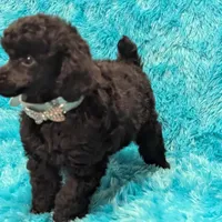 Brooke, a female Poodle - Miniature  for sale in Springfield, MO – Photo 5 of 7