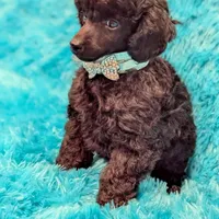 Brooke, a female Poodle - Miniature  for sale in Springfield, MO – Photo 6 of 7