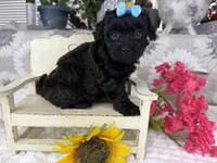 Isabella, a female Havapoo for sale in Springfield, MO – 5 of 10