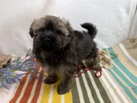 Scout, a male Havanese for sale in Springfield, MO – 2 of 5