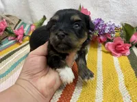 Lucey, a female Havanese for sale in Springfield, MO – 7 of 9