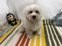 Rowen, a male Maltese for sale in Springfield, MO – 2 of 10