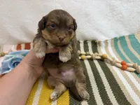Chip, a male Havanese for sale in Springfield, MO – 6 of 8