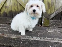 Ben, a male Maltese for sale in Springfield, MO – 5 of 9