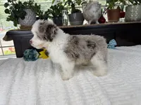 Toy size Caleb blue eyes !!!, a male Aussiedoodle for sale in Springfield, MO – 2 of 9