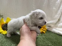 Lenny, a male Maltese for sale in Springfield, MO – 6 of 6