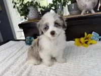 Toy size Caleb blue eyes !!!, a male Aussiedoodle for sale in Springfield, MO – 3 of 9