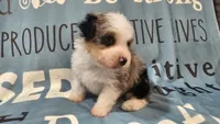 Toy size Conley blue eyes!!!, a male Aussiedoodle for sale in Springfield, MO – 2 of 10