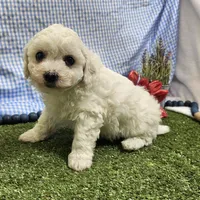 Colt, a male Bichon Frise for sale in Springfield, MO – Photo 8 of 9