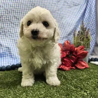 Colt, a male Bichon Frise for sale in Springfield, MO – Photo 4 of 9
