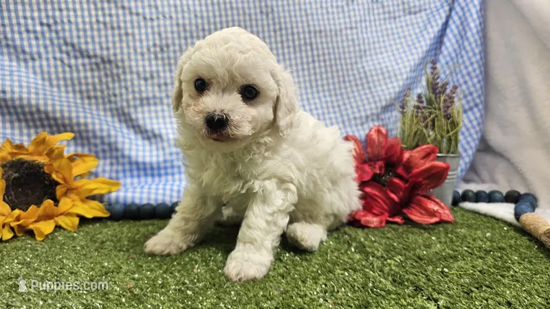Colt – Bichon Frise puppy for sale in Springfield, MO