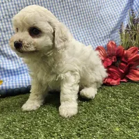 Colt, a male Bichon Frise for sale in Springfield, MO – Photo 9 of 9