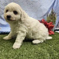 Colt, a male Bichon Frise for sale in Springfield, MO – Photo 6 of 9