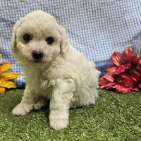 Colt, a male Bichon Frise for sale in Springfield, MO – Photo 7 of 9