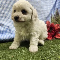 Colt, a male Bichon Frise for sale in Springfield, MO – Photo 2 of 9