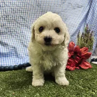 Colt, a male Bichon Frise for sale in Springfield, MO – Photo 5 of 9
