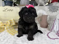 Indie, a female Havapoo for sale in Springfield, MO – 7 of 8