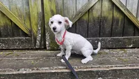 Duke, a male Bichon Frise for sale in Springfield, MO – 7 of 9
