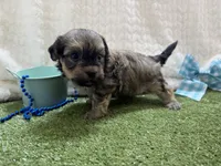 Sunny, a male Havanese for sale in Springfield, MO – 8 of 10
