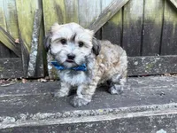 Cole, a male Shichon for sale in Springfield, MO – 9 of 9