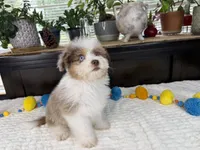 Toy size Clover blue eyes!!, a male Aussiedoodle for sale in Springfield, MO – 8 of 9