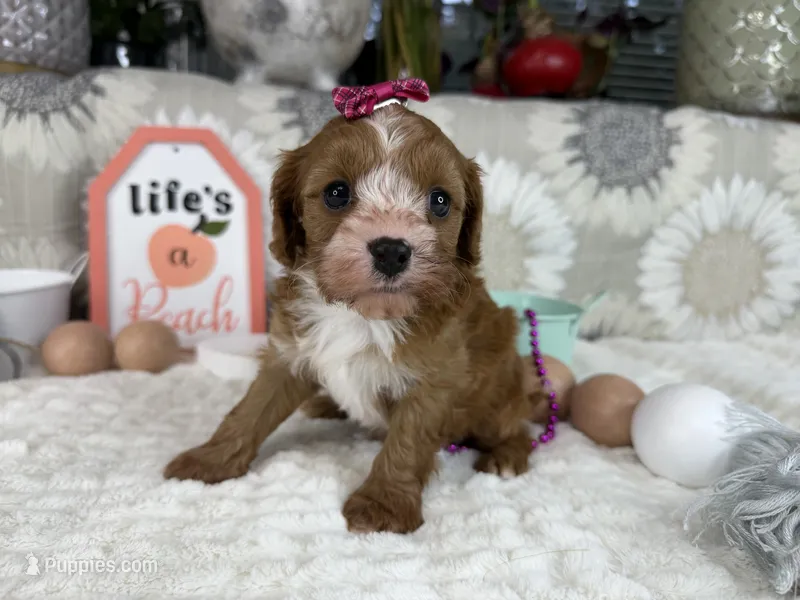 Zoe – Cavapoo puppy for sale in Springfield, MO