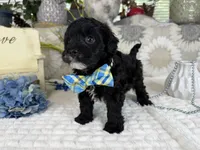 Isaac, a male Havapoo for sale in Springfield, MO – 8 of 10