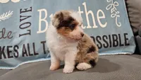 Toy size Clover blue eyes!!, a male Aussiedoodle for sale in Springfield, MO – 4 of 10